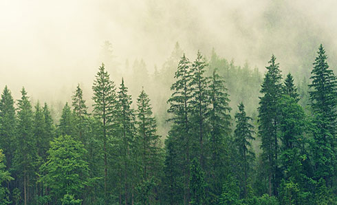 FSC驗證包材．永續林業